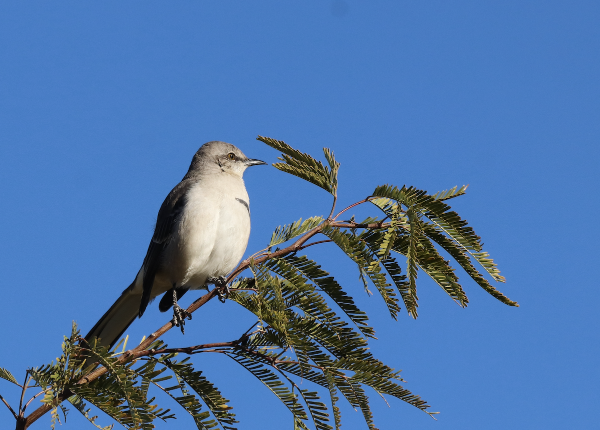 Northern Mockingbird - ML580345061