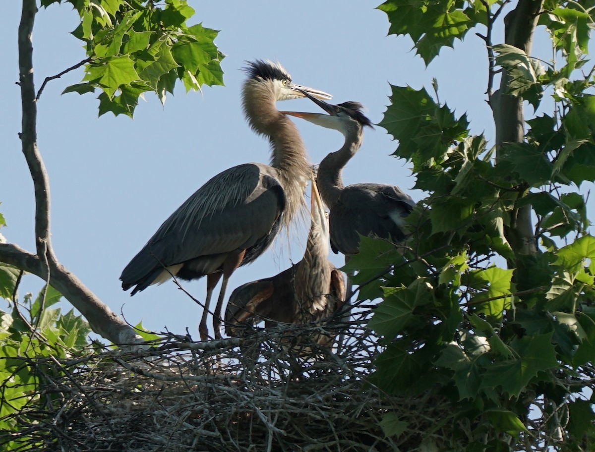 Great Blue Heron - Terry Harmon