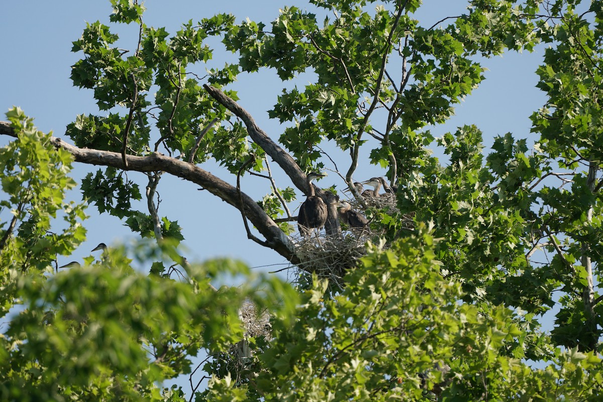 Great Blue Heron - Terry Harmon