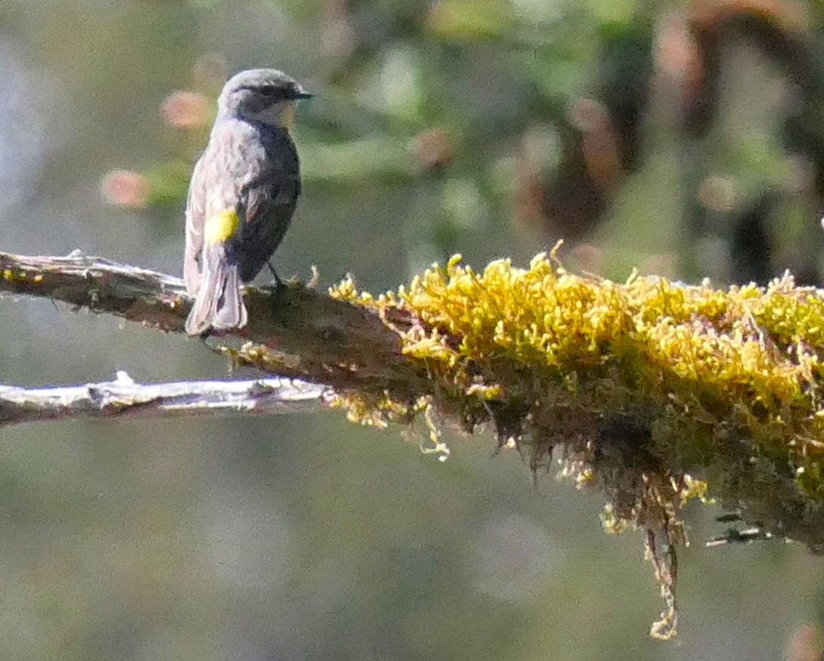 Yellow-rumped Warbler - ML580345541