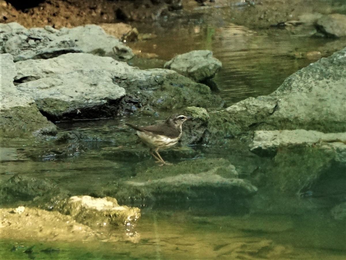 Louisiana Waterthrush - ML580346111