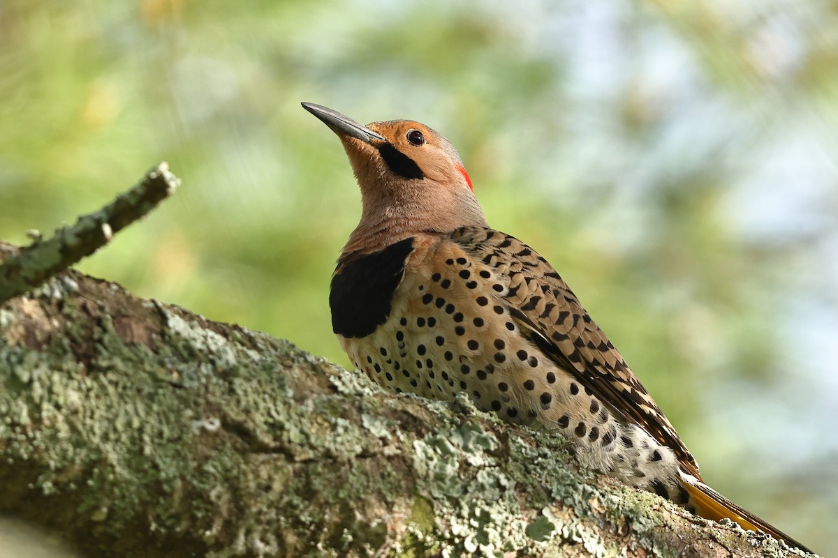 Northern Flicker (Yellow-shafted) - ML580346561