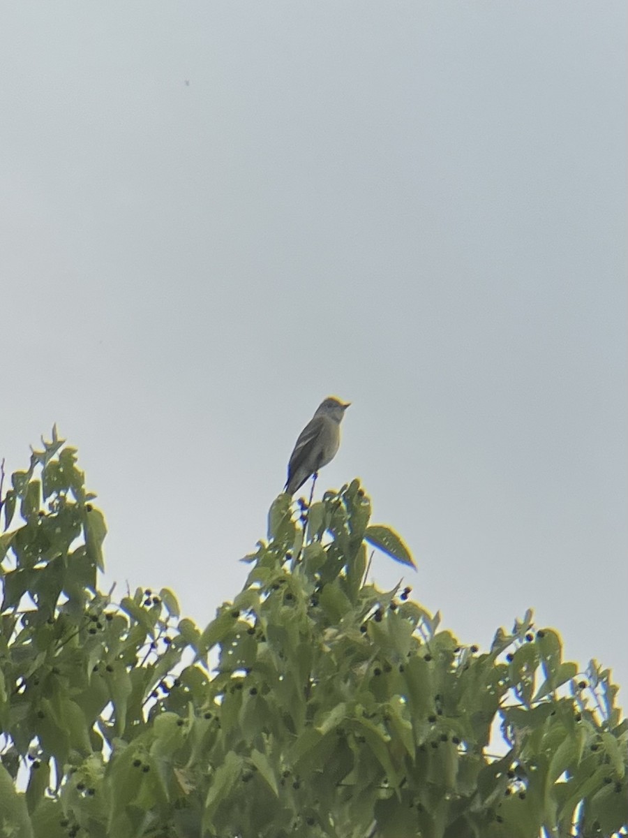 Western Wood-Pewee - ML580348651