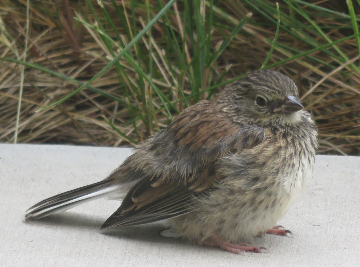 Dark-eyed Junco - ML580350331