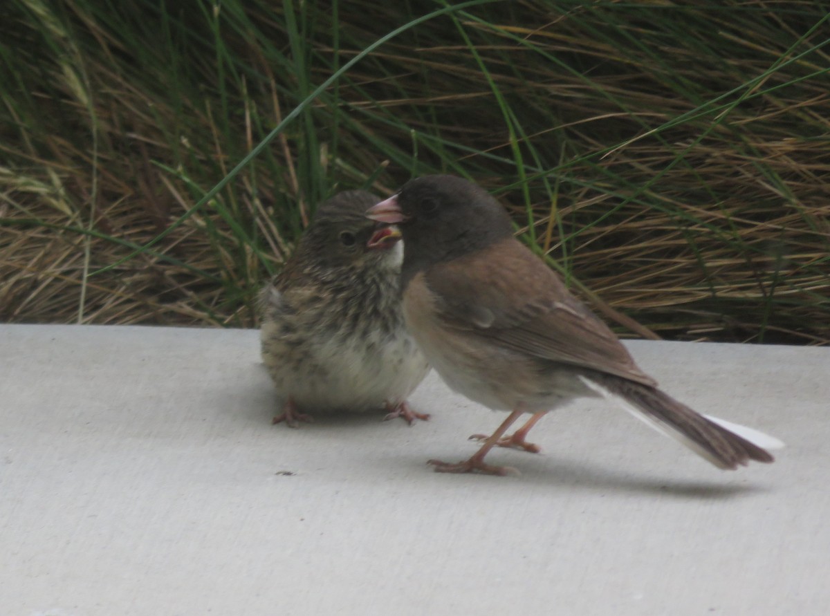 Dark-eyed Junco - ML580350431