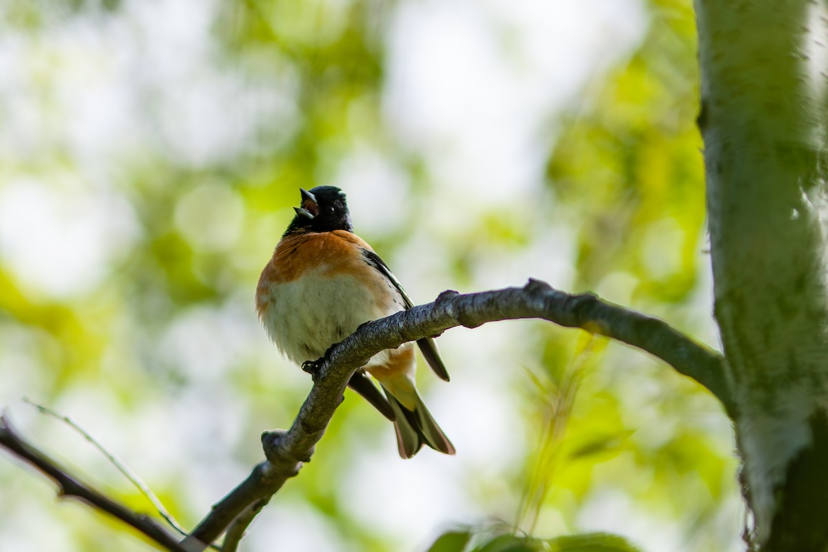 Brambling - Chris Jones