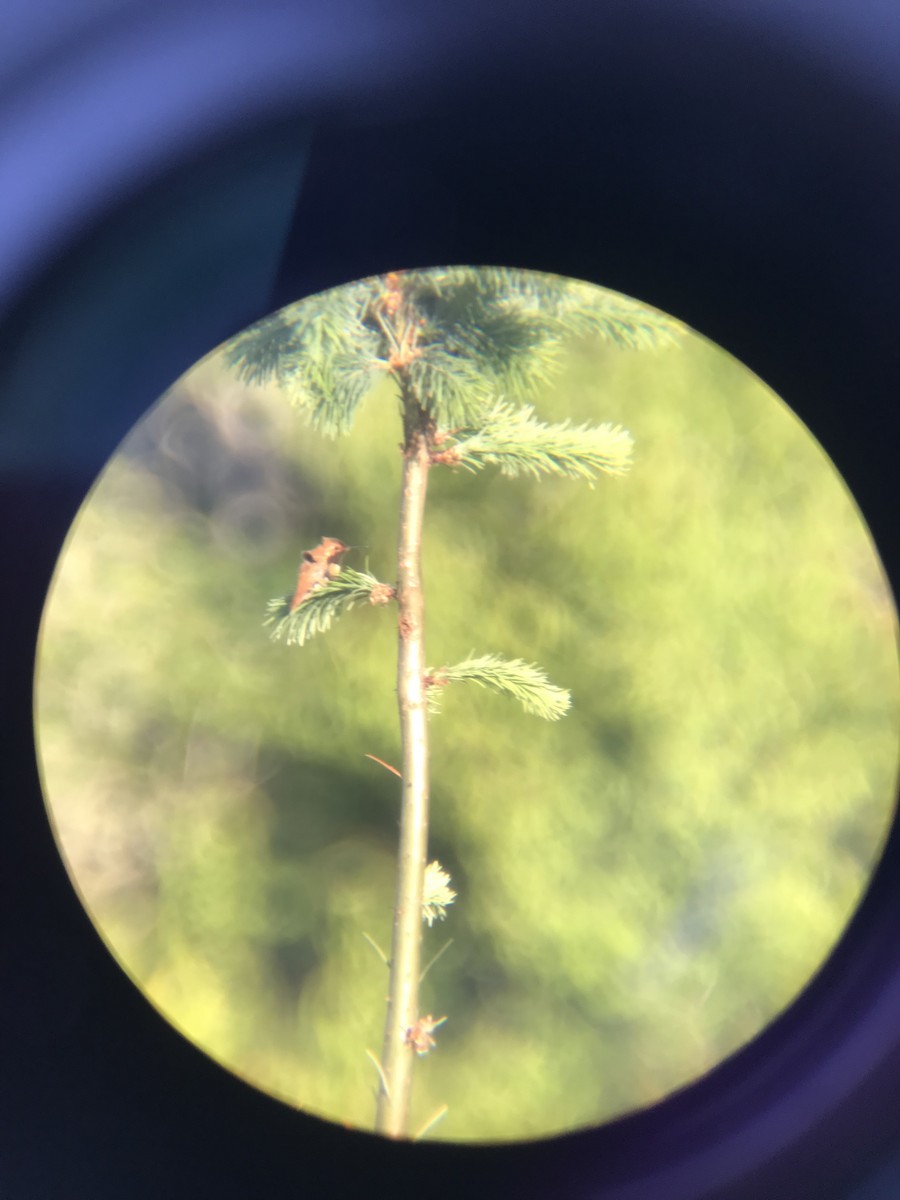 Rufous Hummingbird - ML580350861