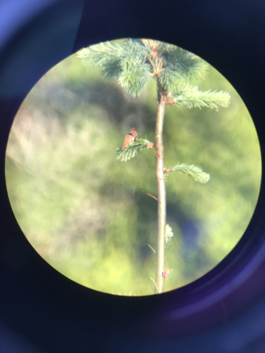 Rufous Hummingbird - ML580350891