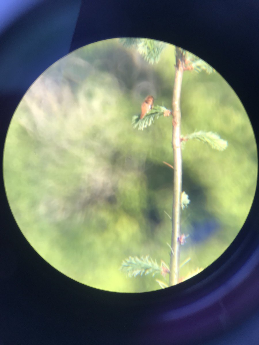 Rufous Hummingbird - ML580350901