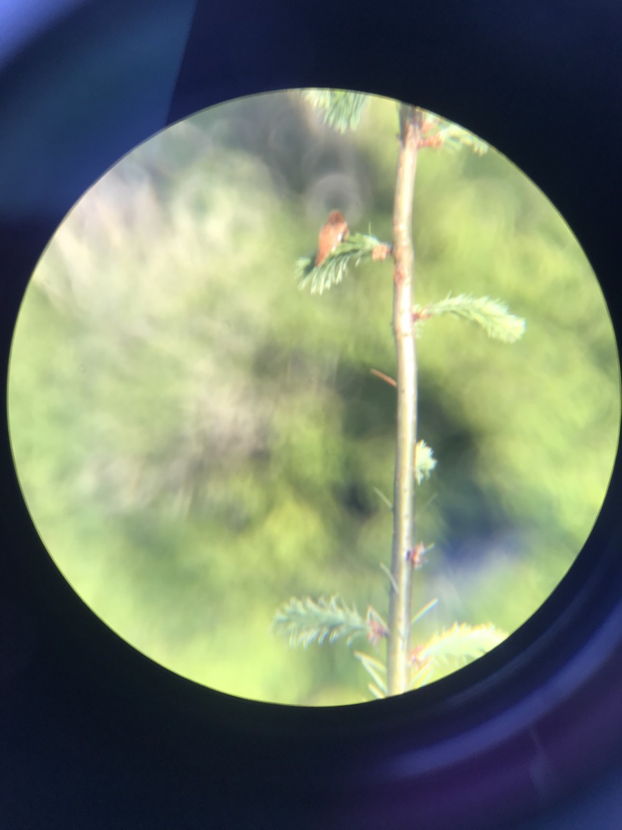 Rufous Hummingbird - ML580350911