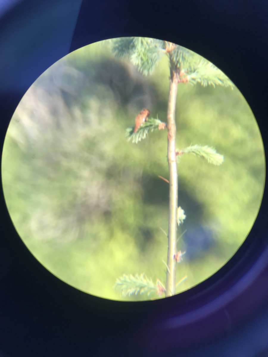 Rufous Hummingbird - ML580350921