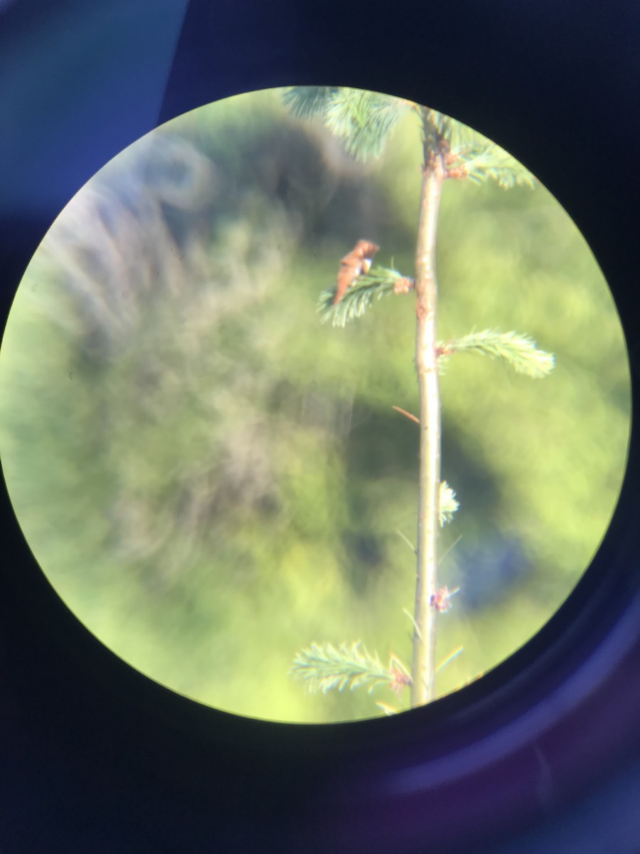 Rufous Hummingbird - ML580350961