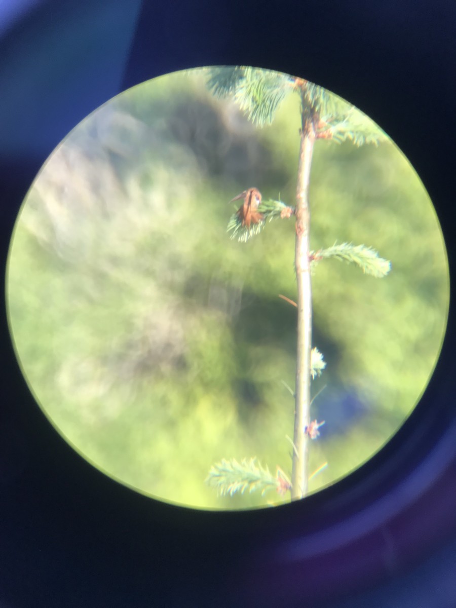 Rufous Hummingbird - ML580350981