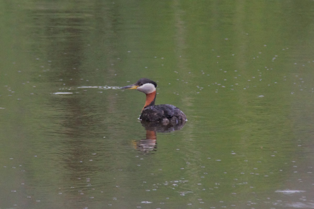 Red-necked Grebe - Joseph Ransdell-Green