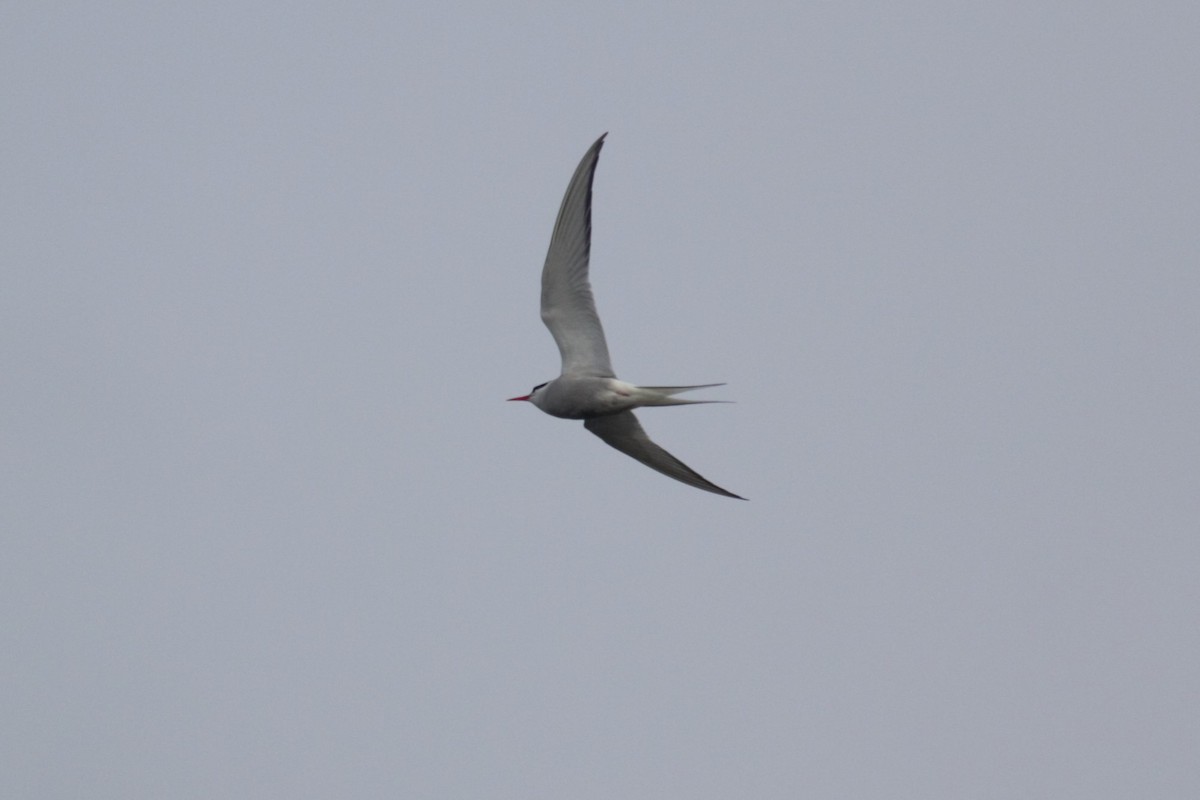 Arctic Tern - ML580352731