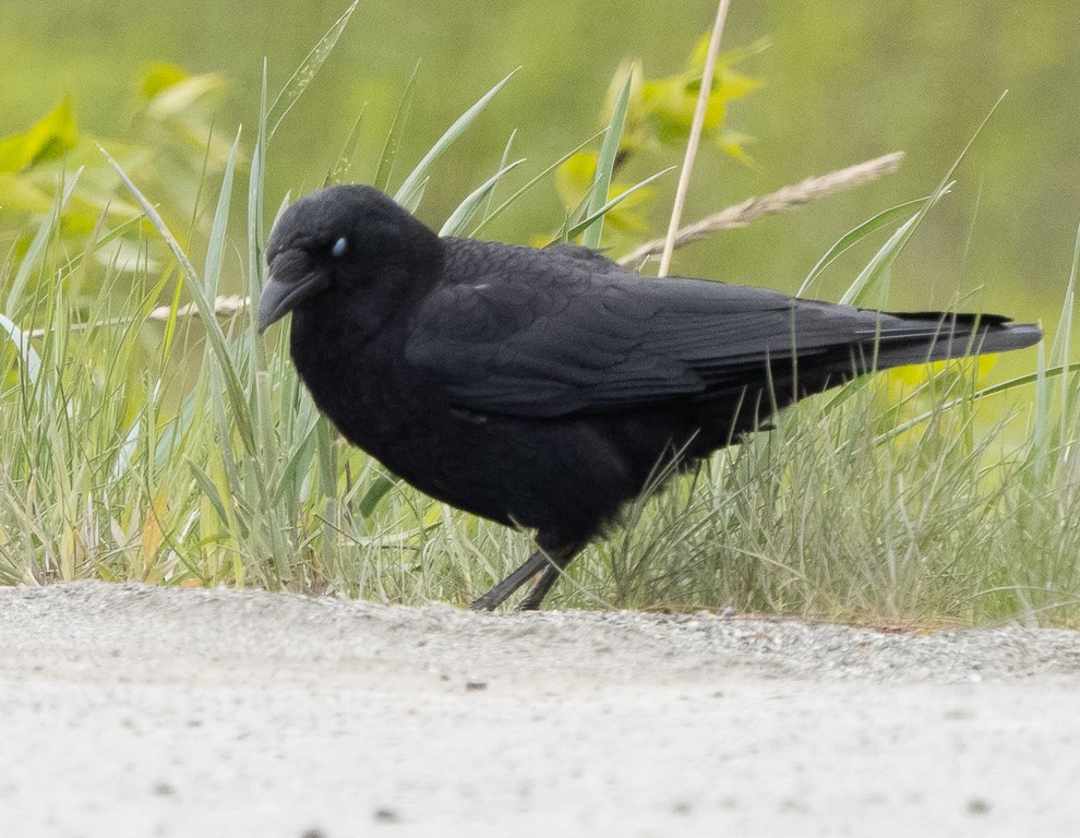 American Crow - ML580353941