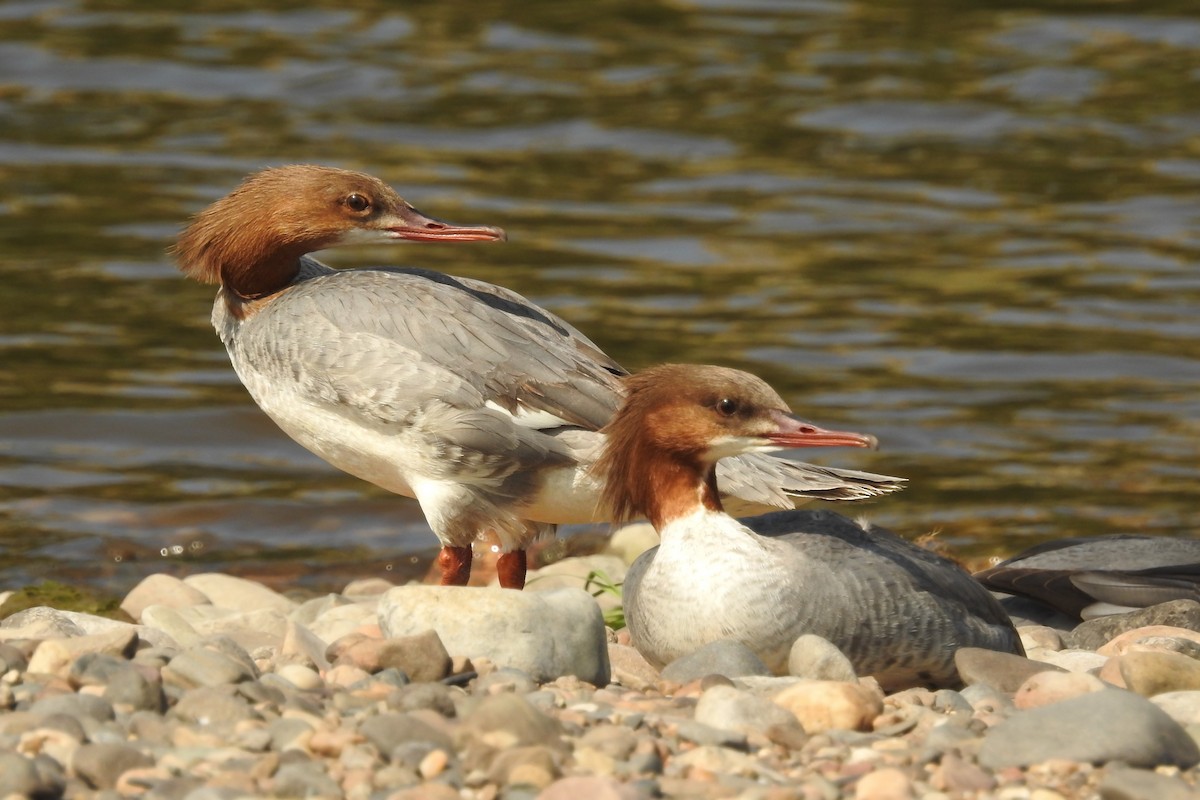 Common Merganser - ML580354491