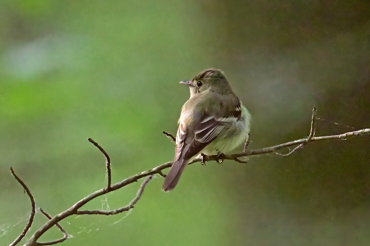 Acadian Flycatcher - ML580355251