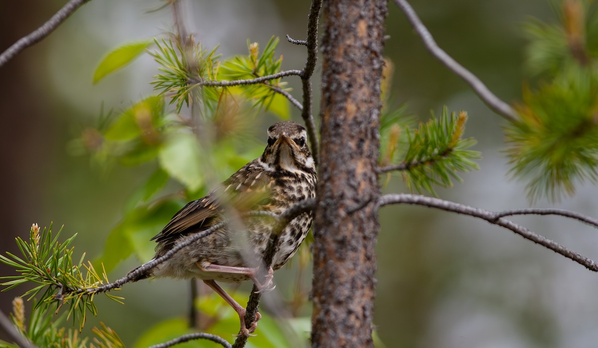 Redwing (Eurasian) - Chris Jones