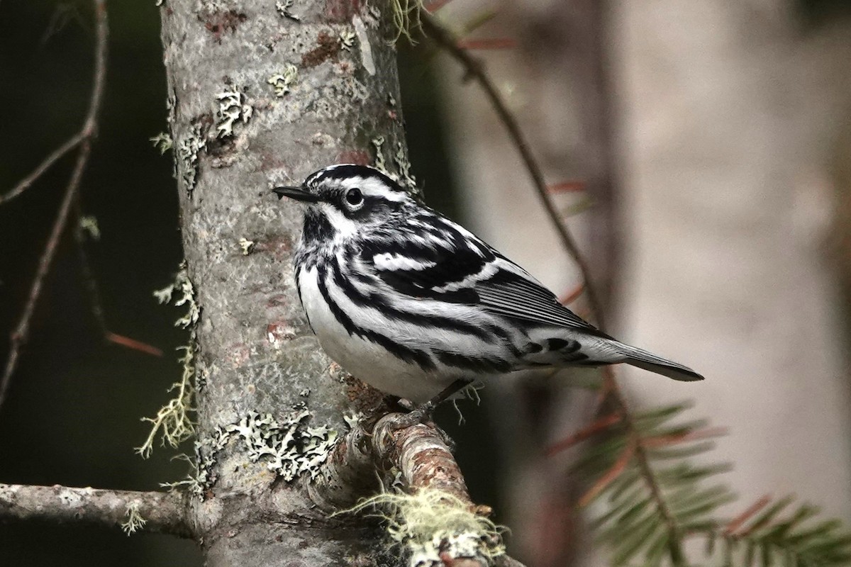 Black-and-white Warbler - ML580356021