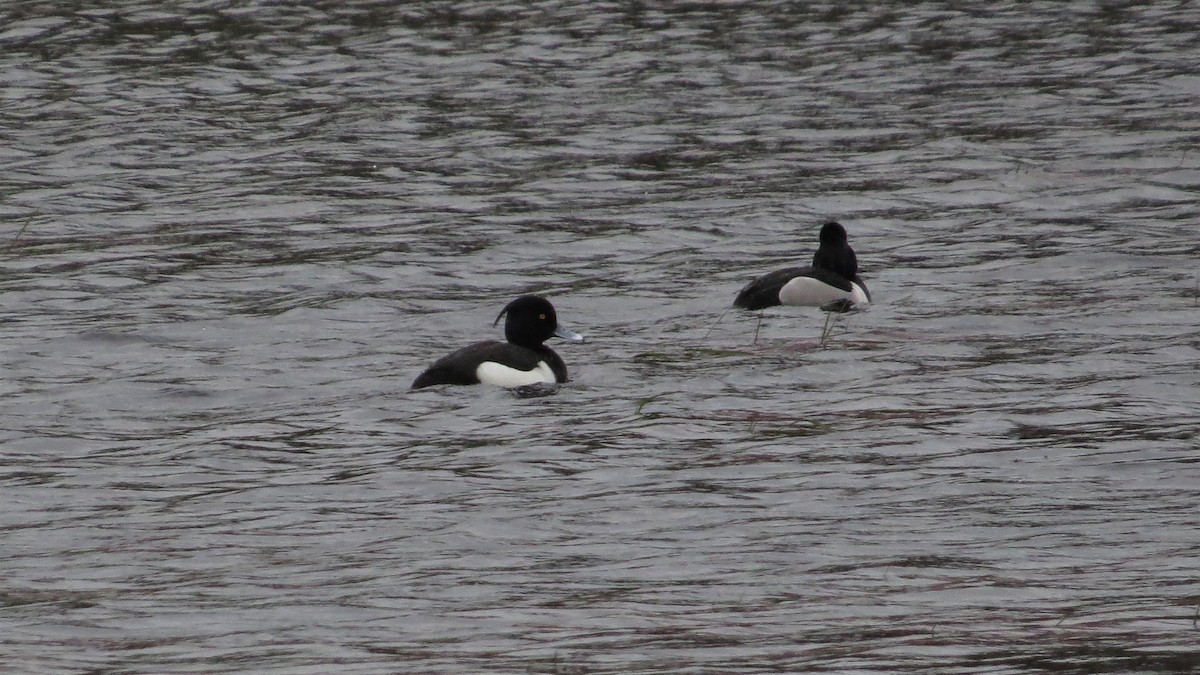 Tufted Duck - ML58035631