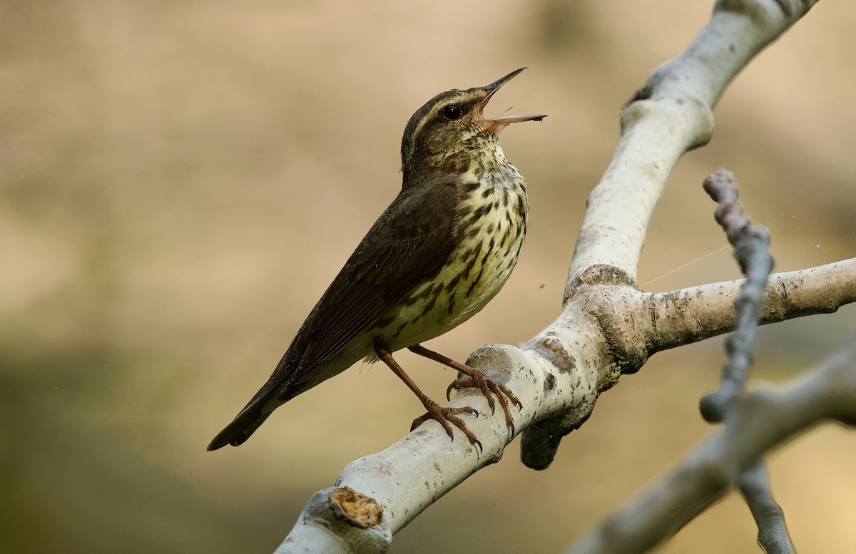 Northern Waterthrush - ML580356341