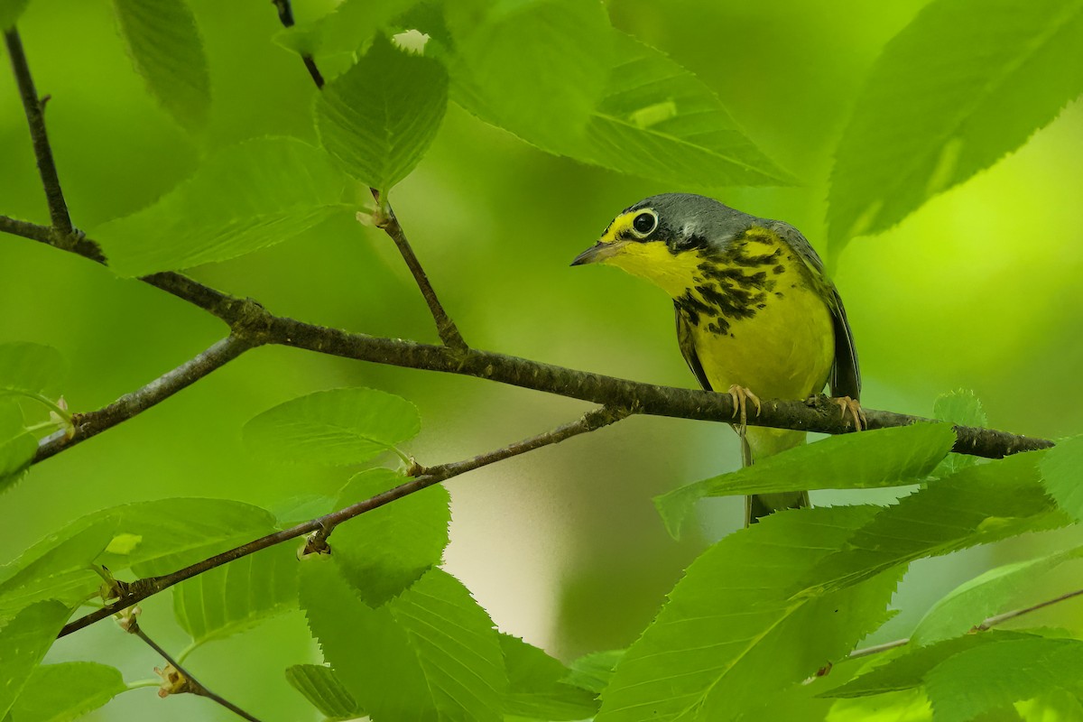 Canada Warbler - ML580356431