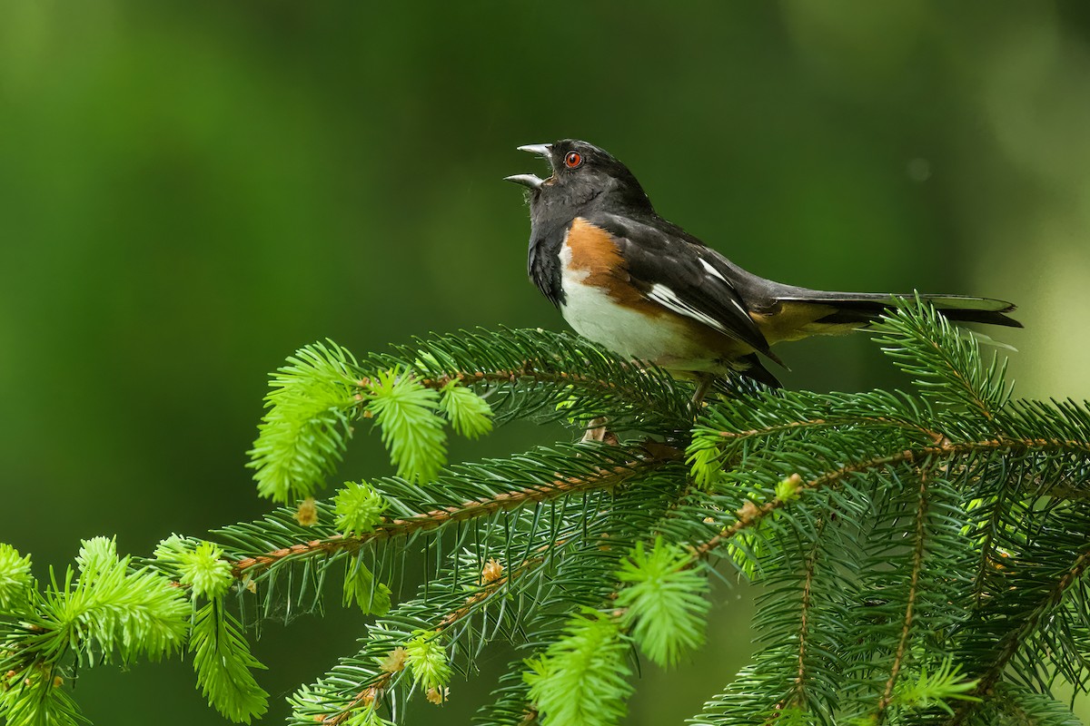 Eastern Towhee - ML580356521