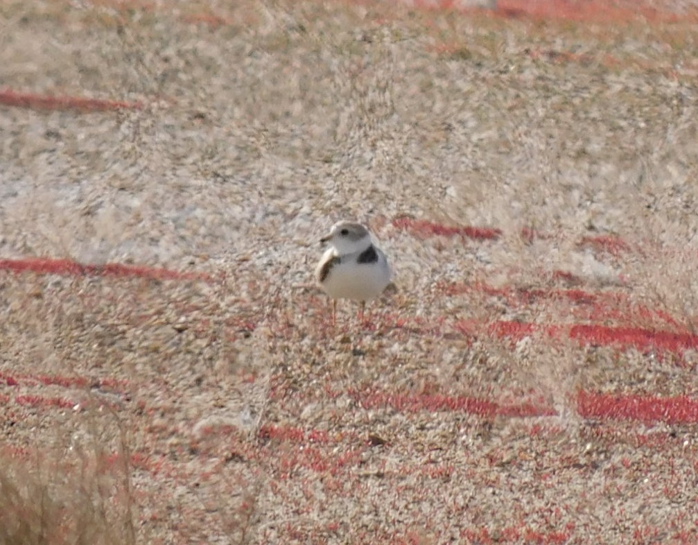 Piping Plover - ML580356621