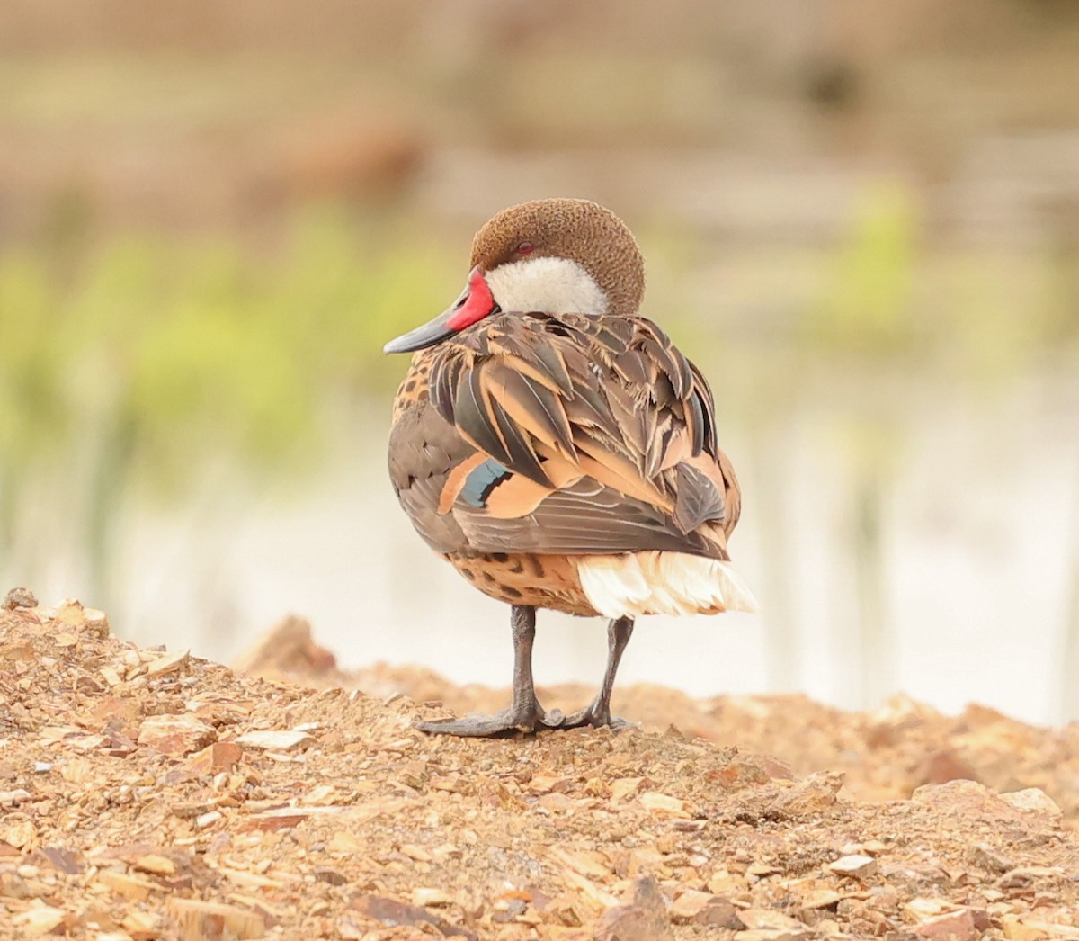 Ánade Gargantillo (bahamensis/rubrirostris) - ML580356721