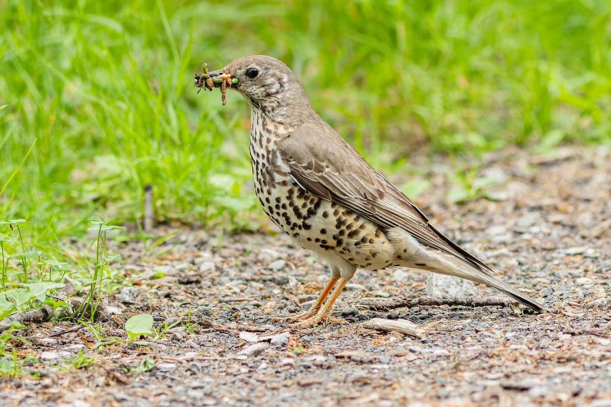 Mistle Thrush - ML580356821