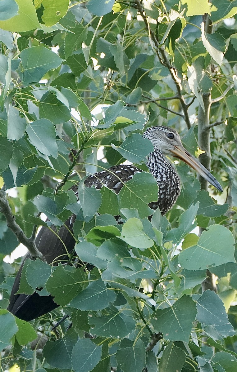 Limpkin - ML580357941