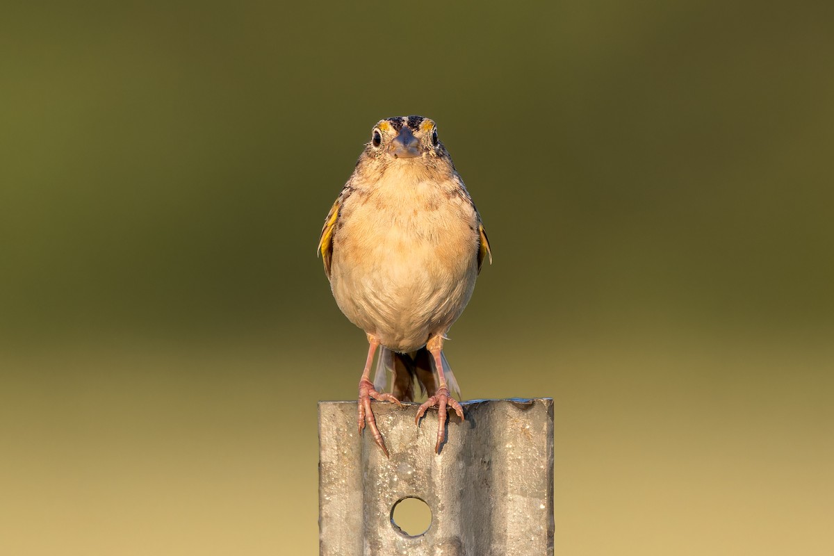 Grasshopper Sparrow - ML580358191