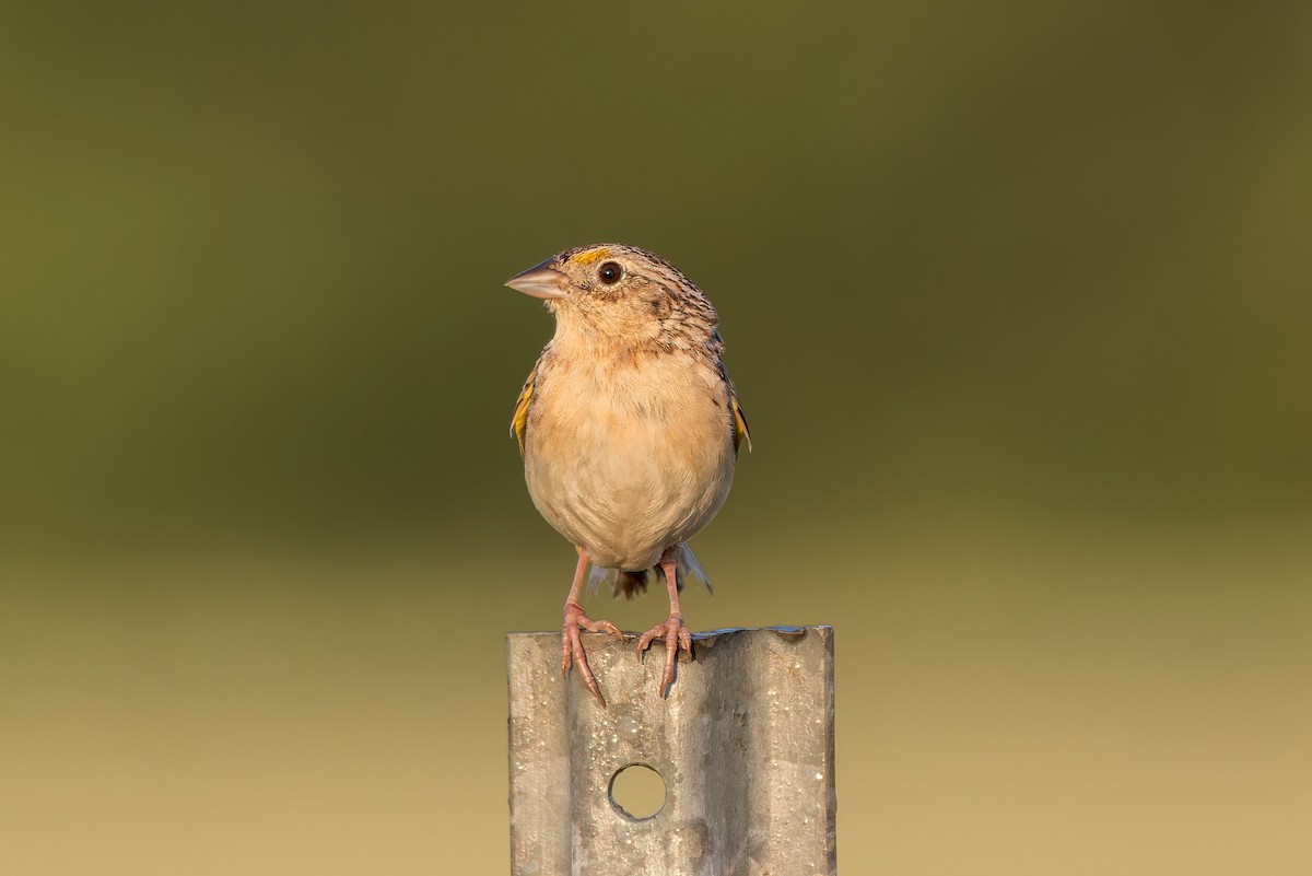 Grasshopper Sparrow - ML580358201