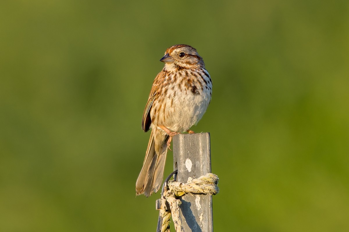 Song Sparrow - ML580358571