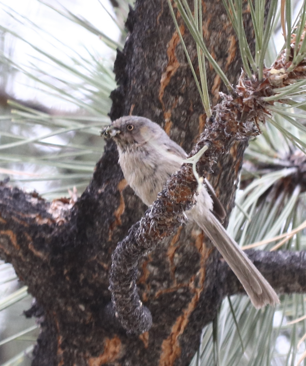 Wrentit - ML580358651