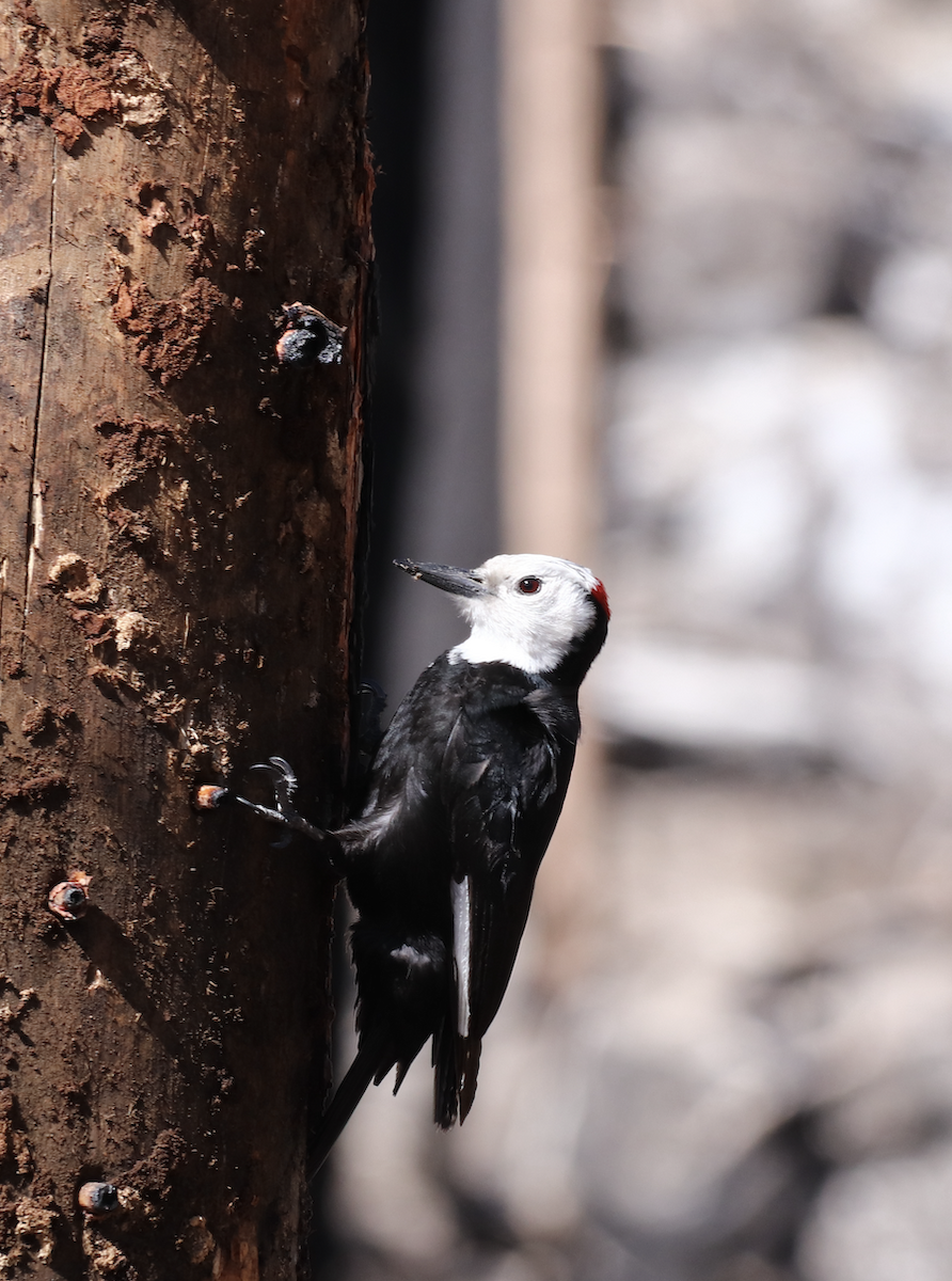 White-headed Woodpecker - Jan-Thijs Menger