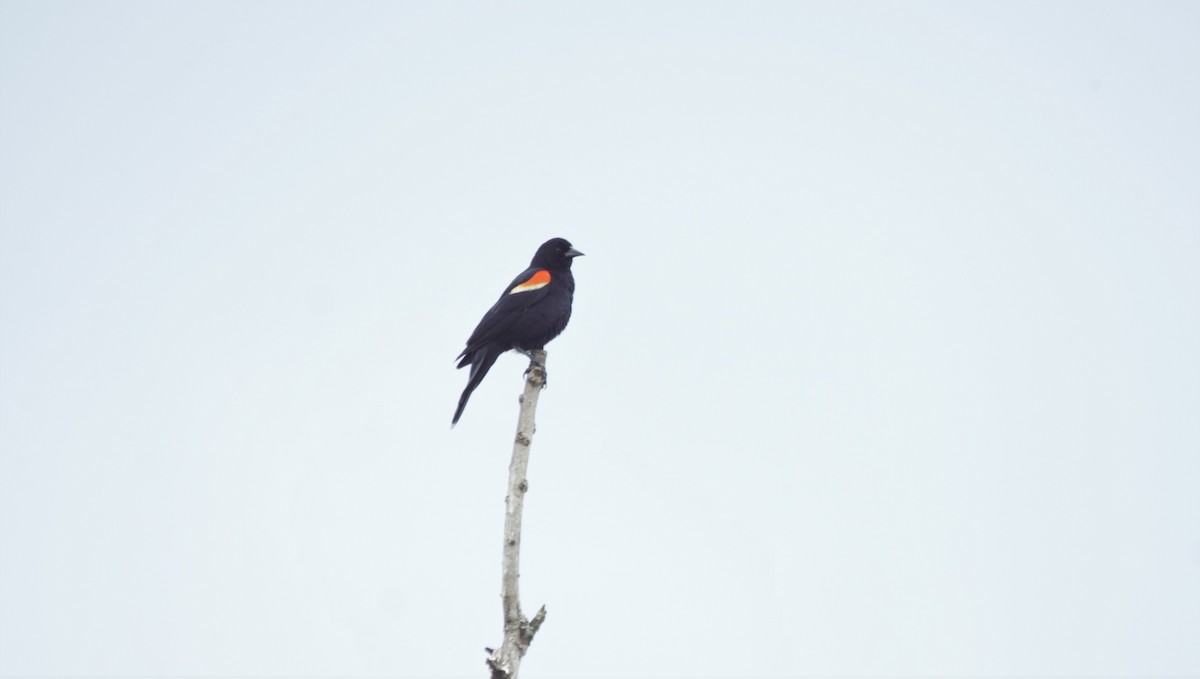 Red-winged Blackbird - ML580359091