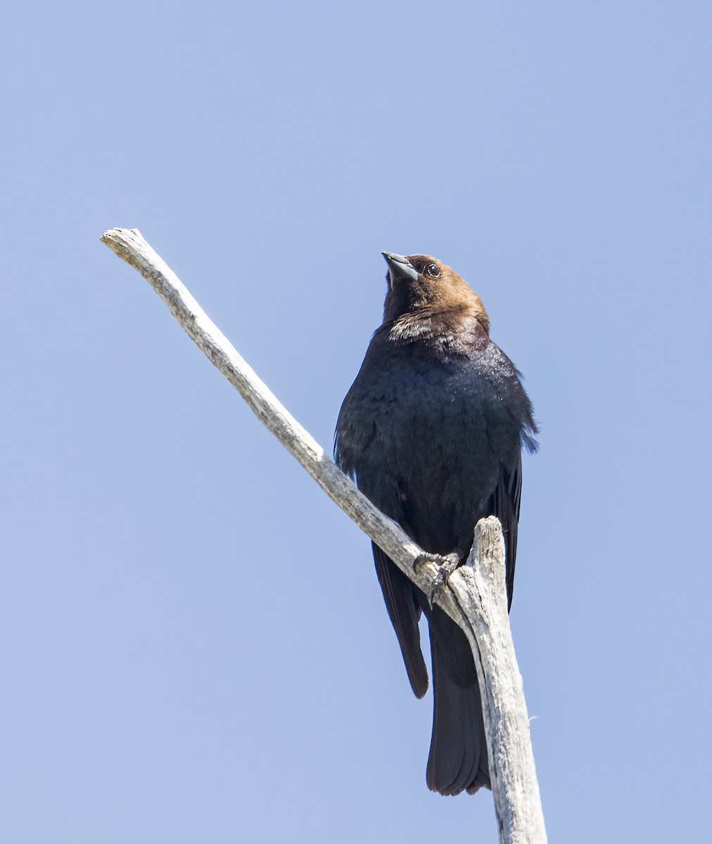 Brown-headed Cowbird - ML580359711
