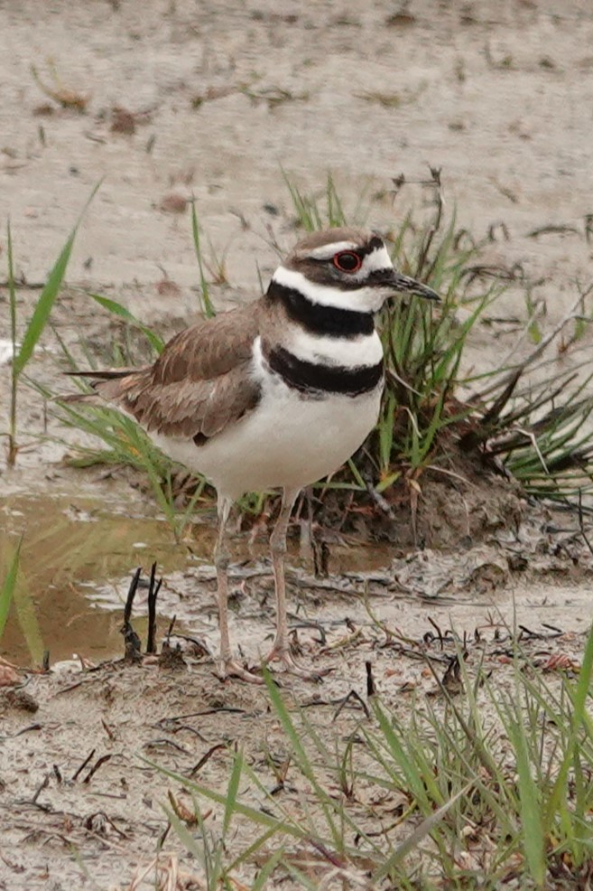 Killdeer - ML580359911