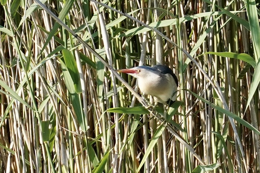 Little Bittern - ML580360601