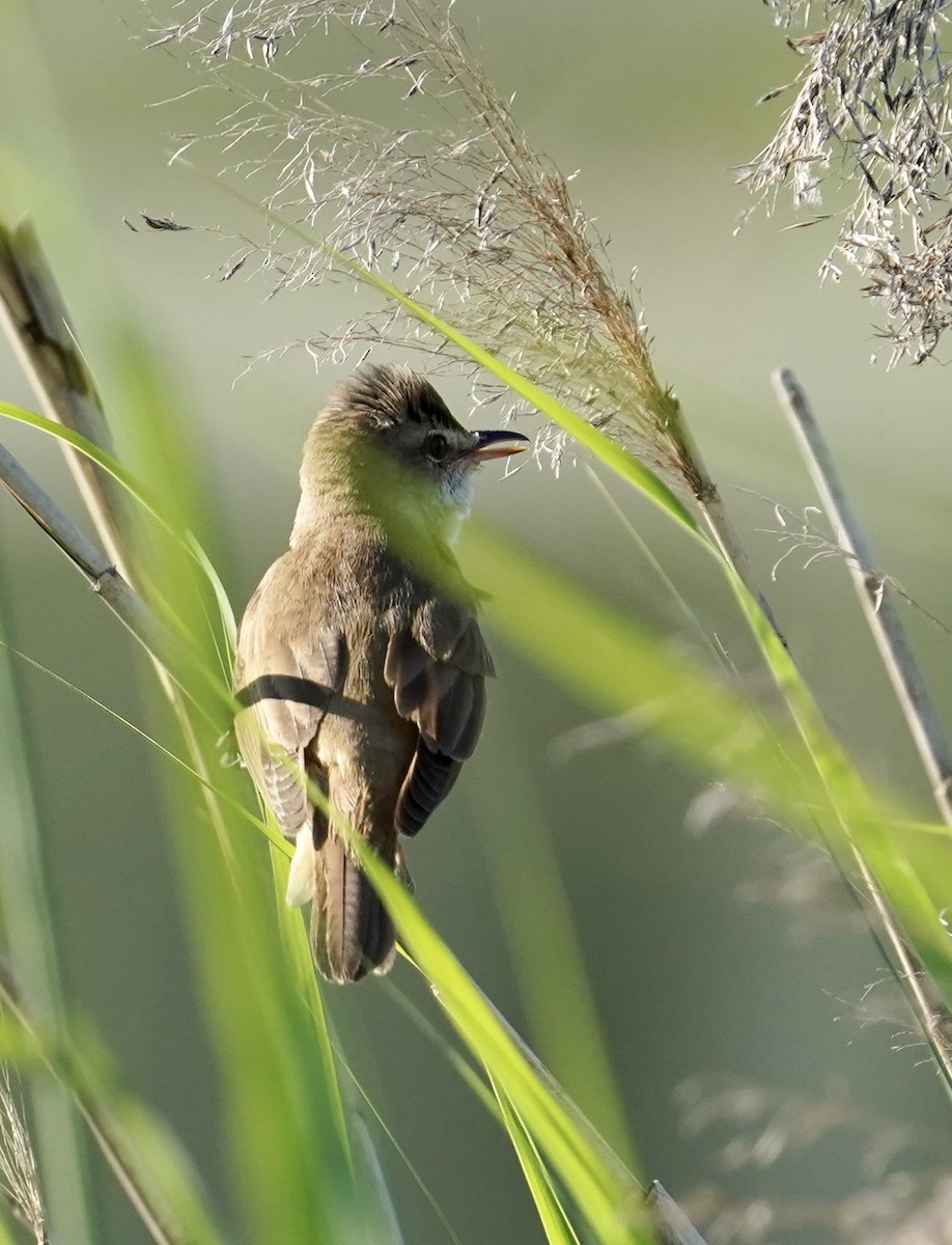 Great Reed Warbler - ML580360741