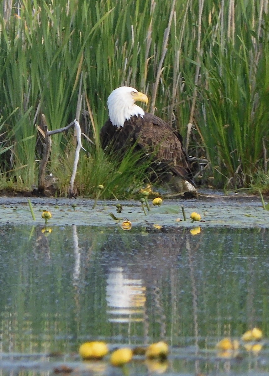 Bald Eagle - Kenneth Copenhaver