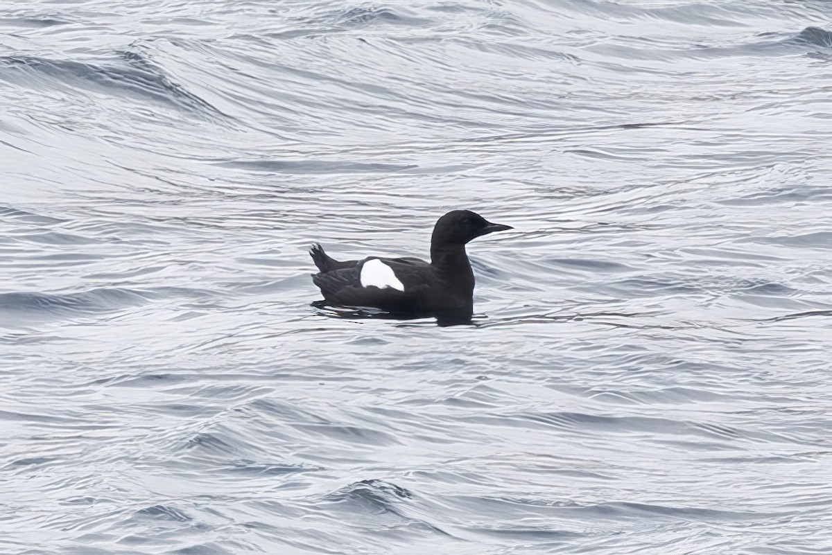 Black Guillemot - Arthur Grosset