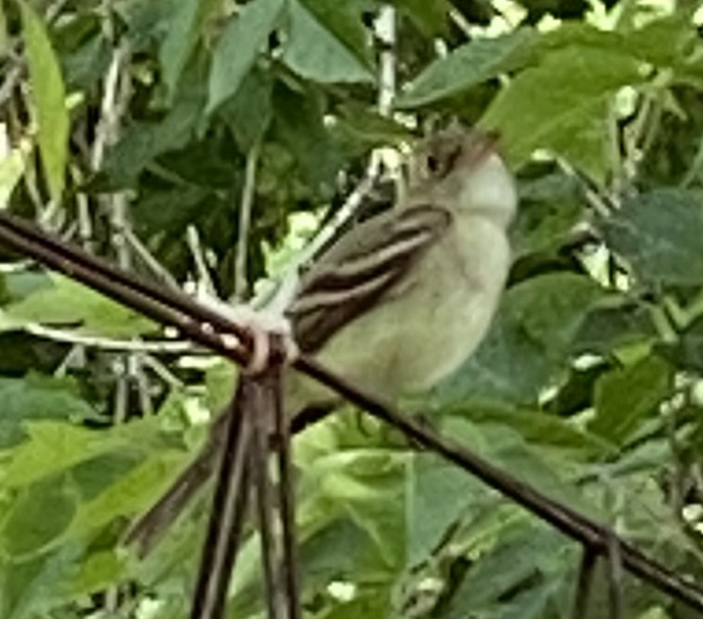 Mosquero sp. (Empidonax sp.) - ML580362341