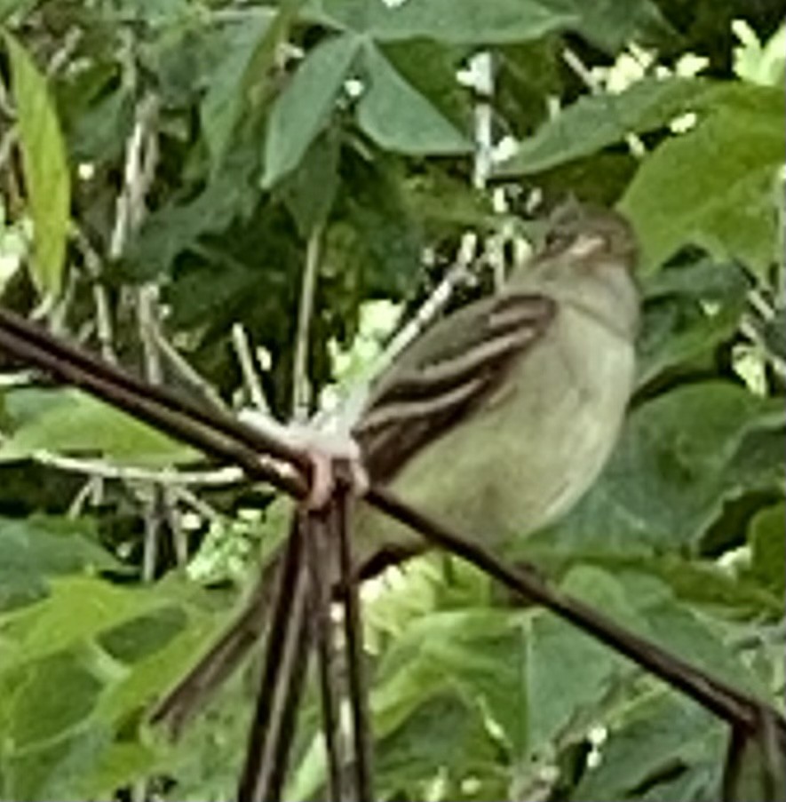 Mosquero sp. (Empidonax sp.) - ML580362361