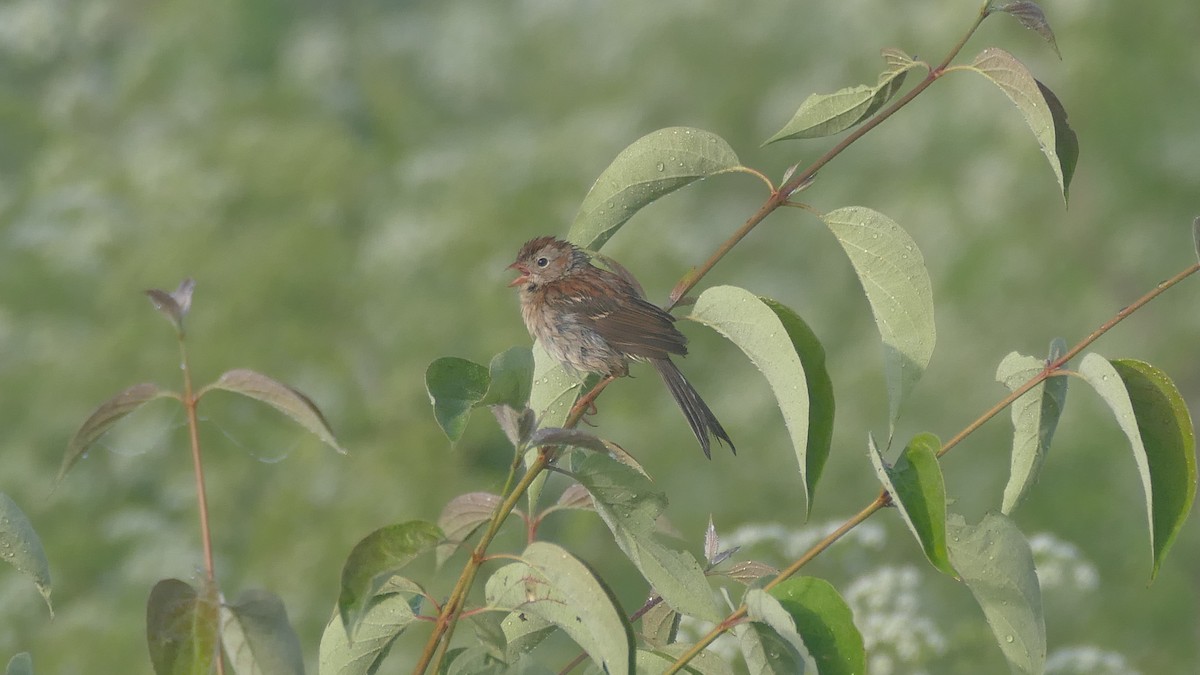 Field Sparrow - ML580363341