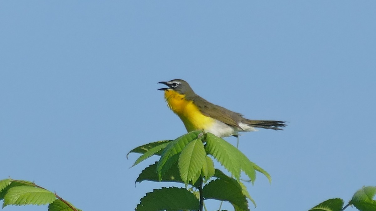 Yellow-breasted Chat - ML580363621