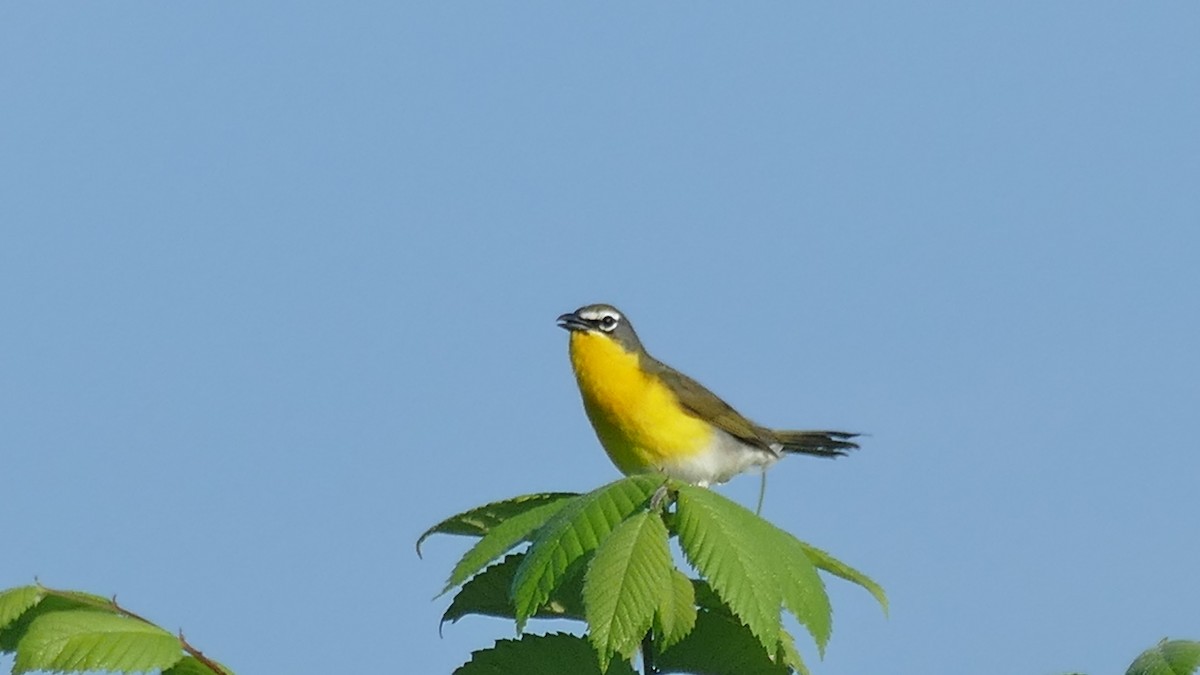 Yellow-breasted Chat - ML580363641