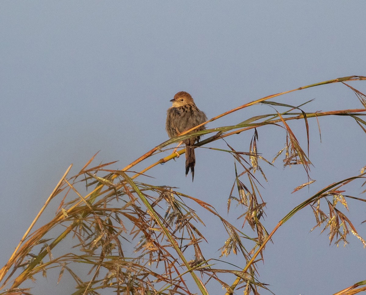 Wailing Cisticola (Wailing) - ML580367101